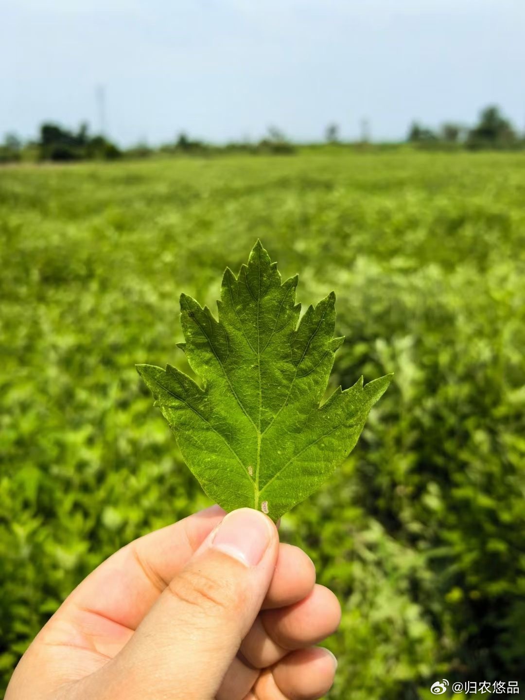 F艾草直播，學(xué)習(xí)、蛻變與自信之種在每次點擊中綻放光彩