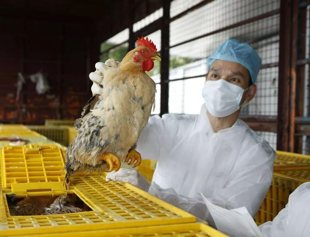 廣東H7N9最新消息，巷弄深處的隱藏瑰寶