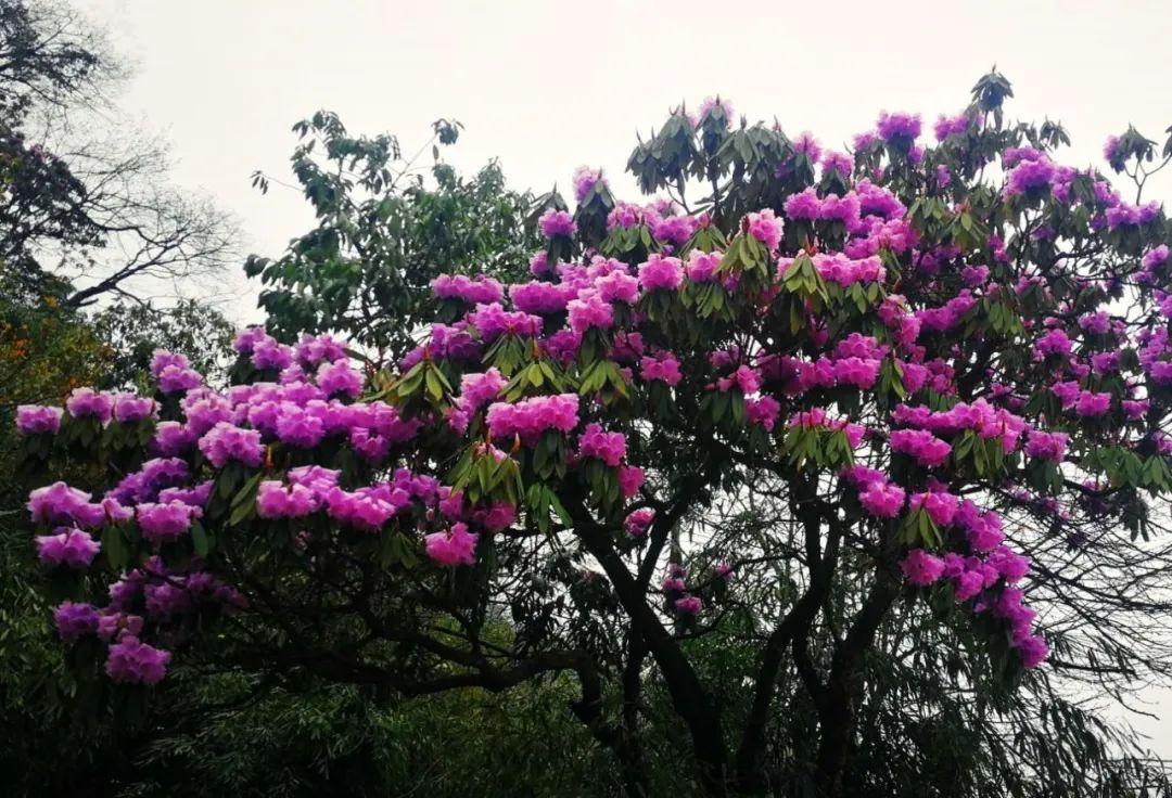 逗艷直播最新探索自然美景，尋找內(nèi)心平和喜悅之旅