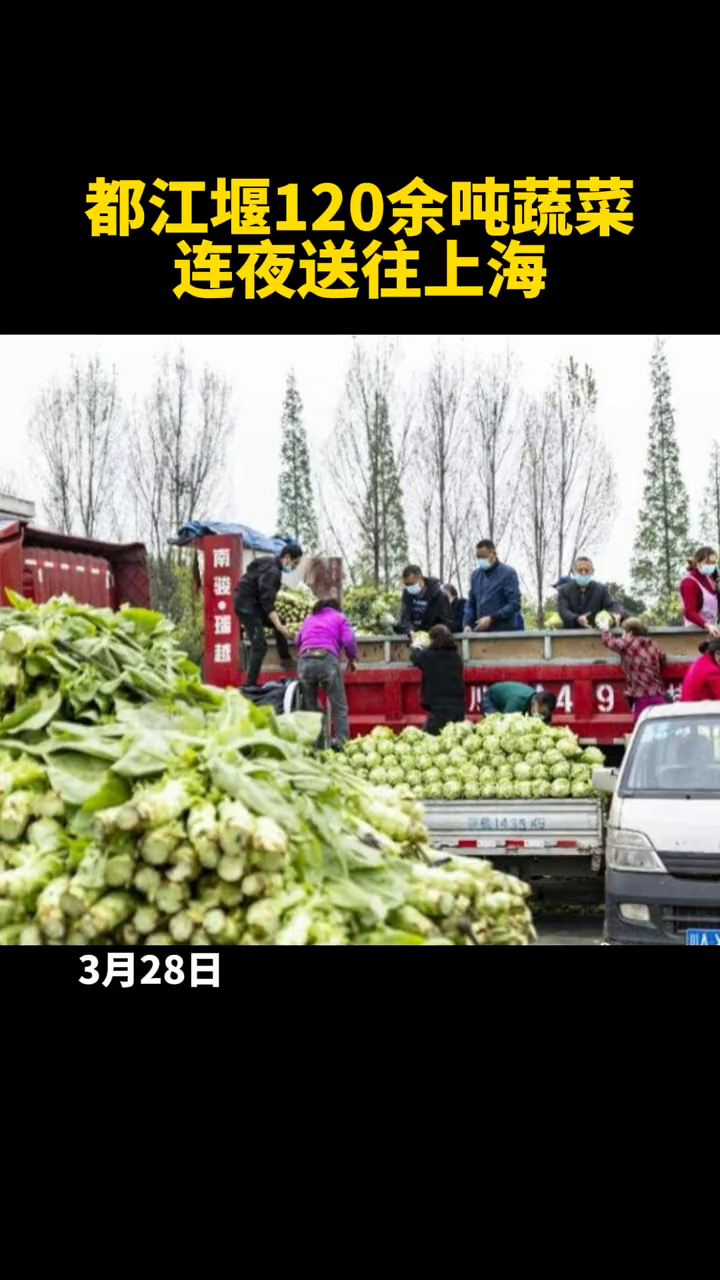 蔬菜的奇妙旅程與家的溫馨故事，最新鮮蔬運(yùn)探索