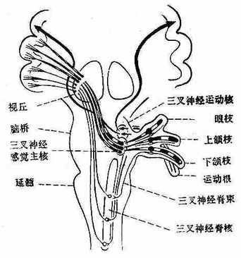 春蚓秋蛇