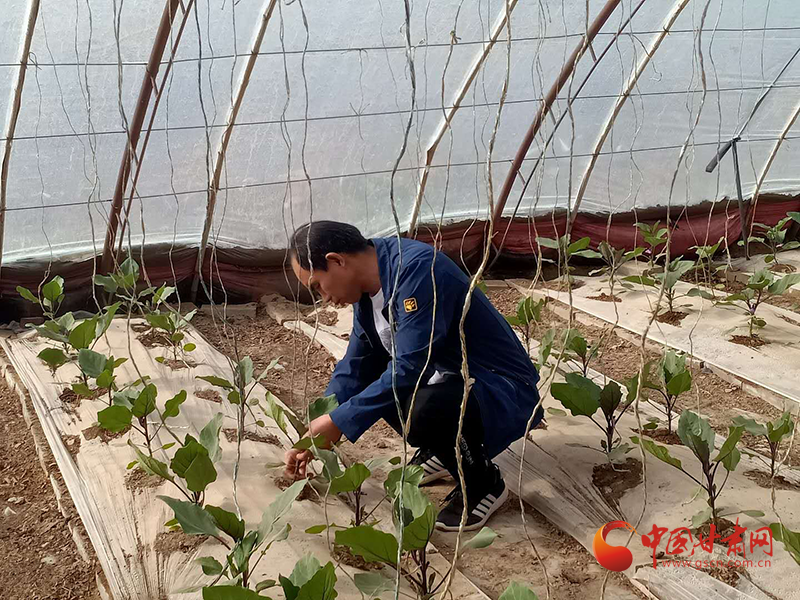 敦煌種業(yè)最新動態(tài)，種子成長之旅，自信與成就感的源泉