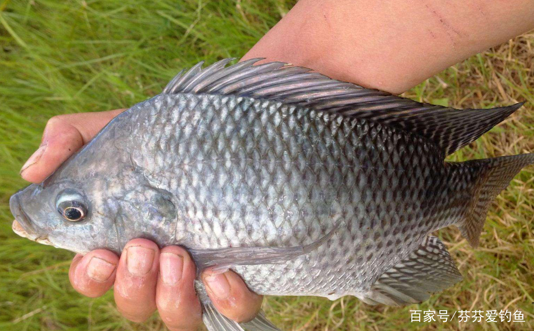 最新羅非魚釣捕教程視頻，一步步教你成為釣魚高手達(dá)人